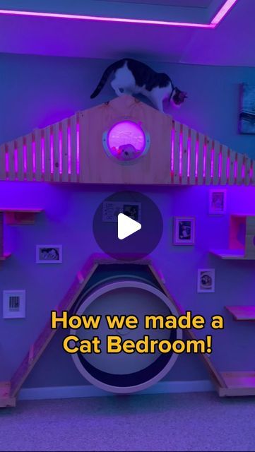 @heyjajadesigns on Instagram: "Cat bedroom tutorial!   #diy #cat #catsofinstagram #tutorial #bedroommakeover #catification #cats" Pet Bedroom Ideas Cats, House With Cats Living Rooms, Cat Rooms Indoor Diy, Cat Playroom Ideas, Cats Room Ideas, Cat Rooms Indoor Ideas, Cat Bedroom Ideas Kids, Kitten Room Ideas, Cattery Ideas Cat Room