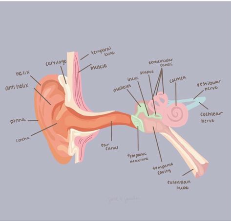 Speech Pathology Grad School, Slp Aesthetic, Speech Language Pathology Grad School, Audiology Student, Speech Therapy Tools, Ear Anatomy, Speech And Hearing, Basic Anatomy And Physiology, Slp Activities