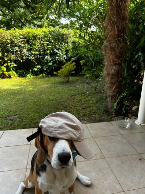 #aesthetic #funny #drole #dogs #beagle #beaglelove #cap #garden Beagle Aesthetics, Dogs Beagle, Dog Farm, Beagle Funny, Aesthetic Funny, Cute Beagles, Dog Pics, Cute Animals Images, Beagle Dog