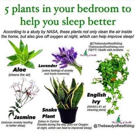 ▪️▪️▪️▪️▪️▪️▪️▪️▪️▪️▪️▪️▪️ ⤵️ These plants emit oxygen at night, improving the air around you so that you sleep better. They are also known… Jasmine Plant, Inside Plants, Best Indoor Plants, Air Purifying Plants, Bedroom Plants, House Plants Indoor, Sleep Better, Plant Mom, All About Plants