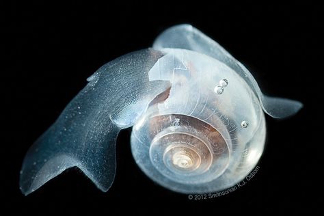 What tiny mollusks in Antarctica can tell us about ocean acidification Sea Butterfly, Ocean Acidification, Deep Sea Creatures, Sea Snail, Sea Slug, Butterfly Photos, Ocean Creatures, Marine Animals, Underwater World