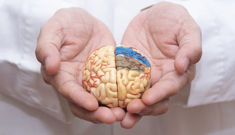 A doctor's hands holding a model of a brain. High Cholesterol Levels, Frankfurt Germany, Health Challenge, Cholesterol Levels, Medical Prescription, Alzheimers, Clinical Trials, Disease, Peanut Butter