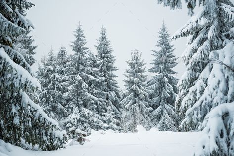 Harsh winter landscape beautiful snowy fir trees by YouraPechkin. Harsh winter landscape beautiful snowy fir trees stand against a foggy mountainous area on a cold winter day. The con... #Sponsored #snowy, #fir, #trees, #beautiful Narnia Mural, Tree Desktop Wallpaper, Snowy Pine Trees, Christmas Kisses, Snowy Field, Trees Beautiful, Scenery Painting, Snowy Christmas Tree, Harsh Winter