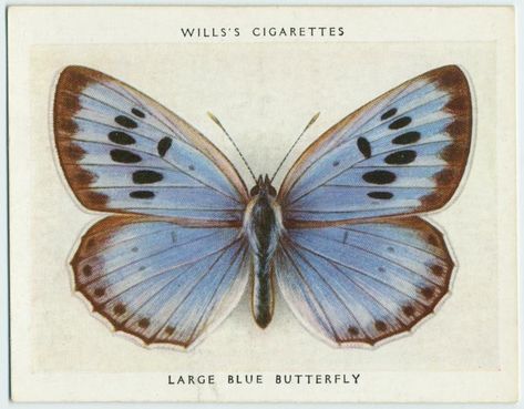 Large blue butterfly. From New York Public Library Digital Collections. Large Blue Butterfly, Moth Shapes, Blue Butterfly Tattoo, Butterflies Blue, Back Of Arm Tattoo, Butterfly Sketch, Watercolor Dragonfly, Vintage Seed Packets, Digital Gallery