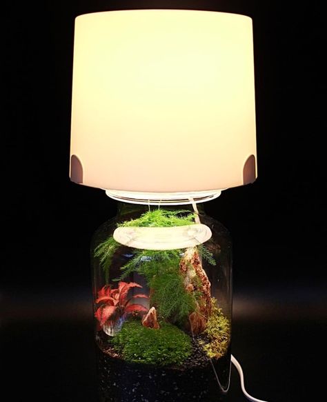 Terrarium lamp: An easy hack for your miniature garden - IKEA Hackers Glass Terrarium Ideas, Lamp Terrarium, Terrarium Lamp, Fillable Lamp, Lantern Terrarium, Ikea Greenhouse, House Jungle, Terrarium Table, Hackers Ikea