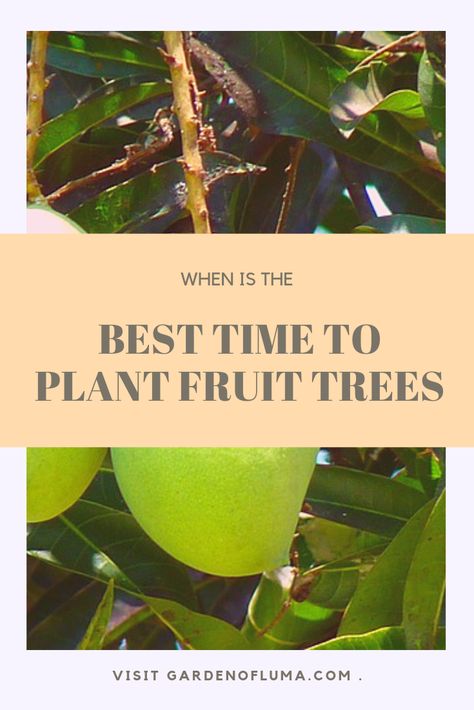 Tips for identifying the best time to plant fruit trees. Determining the best time of year to plant fruit trees. When to plant fruit trees in hot climates. Tip for planting fruit trees year-round. Best Time To Plant Fruit Trees, When To Plant Fruit Trees, Plant Fruit Trees, Fruit Trees In Containers, Backyard Orchard, Planting Fruit, Trees In Containers, Planting Fruit Trees, Fruit Tree Garden