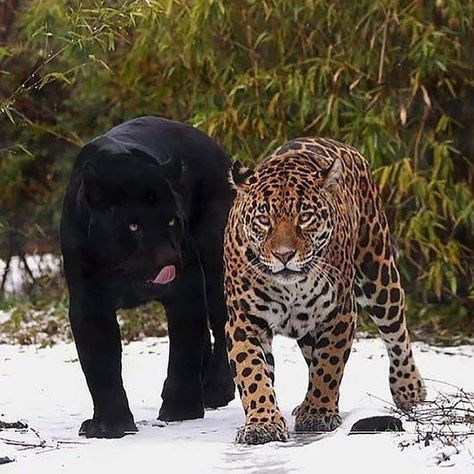 GORGEOUS , DIVINE COUPLE : Regnul Animal, Black Jaguar, Cat Family, Cheetahs, Wildlife Animals, Alam Yang Indah, Leopards, Animal Planet, Exotic Pets