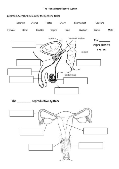 Male Reproductive System Drawing, Female Reproductive System Drawing, Reproductive System Drawing, Reproductive System Notes, Reproductive System Activities, Reproductive System Project, Male And Female Reproductive System, Reproductive System Worksheet, Human Reproductive System