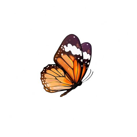 Drawing Reference Butterfly, Sideways Butterfly Drawing, Butterfly Side Profile Drawing, Butterfly Drawing Side View, Butterfly Side Profile, Butterfly Side View, Butterfly Reference, Side Butterfly, Side View Drawing