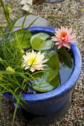 Container Pond, Small Water Gardens, Water Garden Plants, Mini Pond, Container Water Gardens, Backyard Ponds, Indoor Water Garden, Water Pond, Diy Water