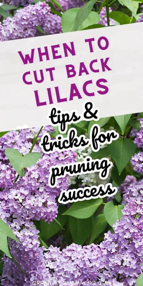 When To Trim Lilac Bushes, When To Prune Lilac Bushes, Trim Lilac Bush, Trimming Lilac Bushes, How To Trim A Lilac Bush, How To Prune Lilac Bush, How To Trim Lilac Bushes, Pruning Lilac Trees, Planting Lilac Bushes