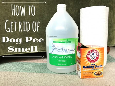 A step-by-step DIY home remedy for removing the smell of dog urine from carpets quickly without chemicals and how to find invisible stains with a UV black light! Remove Urine Smell, Cleaning Pet Urine, Pet Urine Smell, Dog Pee Smell, Urine Remover, Remove Pet Stains, Cat Urine Smells, Carpet Diy, Carpet Smell