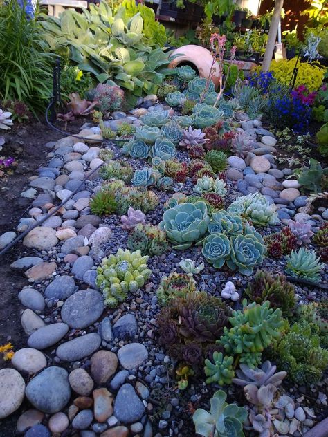 Terrific Images big Succulent Garden Concepts Most succulent varieties need at least half daily into a full day’s sunlight. In extremely hot are Succulent Garden Bed, Backyard Rock Garden, Bed Plants, Succulent Rock Garden, Succulent Garden Landscape, Succulent Landscape Design, Succulent Garden Design, Succulent Landscaping, Creek Bed