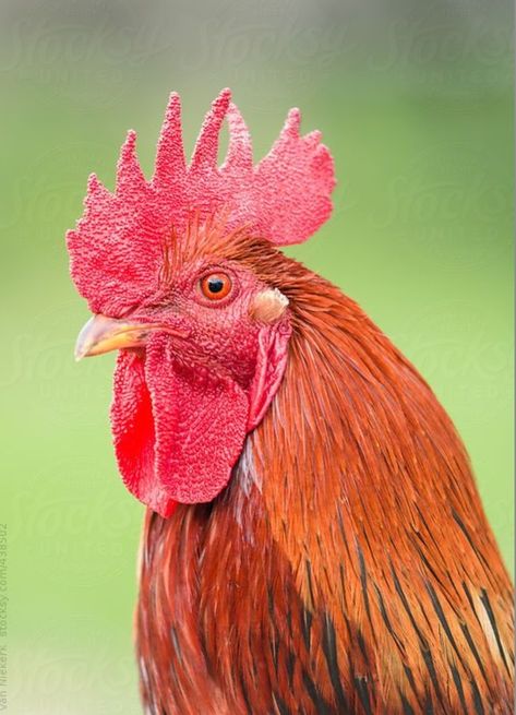 Rhode Island Red Rooster, Tattoos Pets, Hunting Drawings, Pet Tattoo Ideas, Rooster Head, Rodeo Art, Pet Drawings, Boho Decorating, Pet Anime