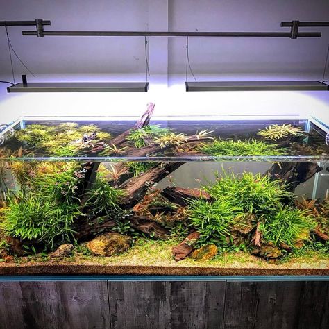 Small Garden Waterfalls, Fish Tank Terrarium, Amazing Aquariums, Fish Tank Design, Aquascape Design, Tropical Fish Aquarium, Aquarium Terrarium, Fresh Water Fish Tank, Aquarium Landscape