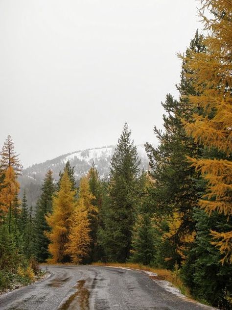 Fall Colors in the Pacific Northwest Autumn Ios, Pnw Fall, Pnw Aesthetic, Pacific Northwest Style, Oregon Life, Pacific Northwest Art, Pacific Nw, Deciduous Trees, Life Is Strange