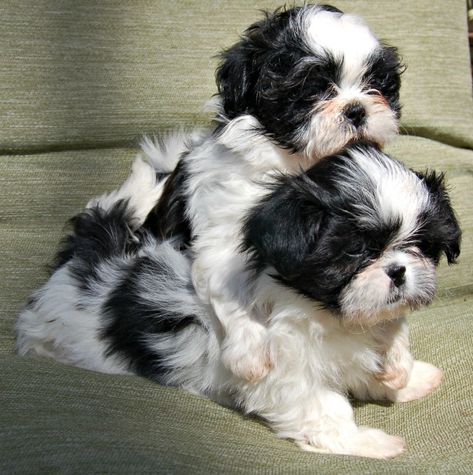 Black and white puppies Black And White Puppies, Black Puppies, White Shitzu Puppy, Dog Black And White, Black And White Puppy, Black And White Shih Tzu, Shitzu Puppies Black And White, Cute Shitzu Puppies Black And White, Shihtzu Photography