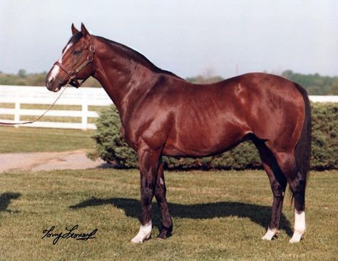 horse racing legends, northern dancer thoroughbred, nearctic Northern Dancer sire Nearco, best race horses in history, northern dancer, tony leonard Horse Riding Outfit Women, Dancer Drawing, Canadian Horse, Thoroughbred Racehorse, Run In Shed, Race Horse, Horse Things, Types Of Horses, Race Horses