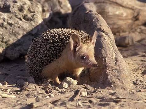 Indian Long-eared Hedgehog. From my Facebook page "Animals are Awesome". Animals, Wildlife, Pictures, Photography, Beautiful, Cute. Long Eared Hedgehog, Hedgehog Photo, Ground Hogs, Hedgehog Pet, Wildlife Pictures, Awesome Animals, Animal Portraits, Cute Hedgehog, Pictures Photography