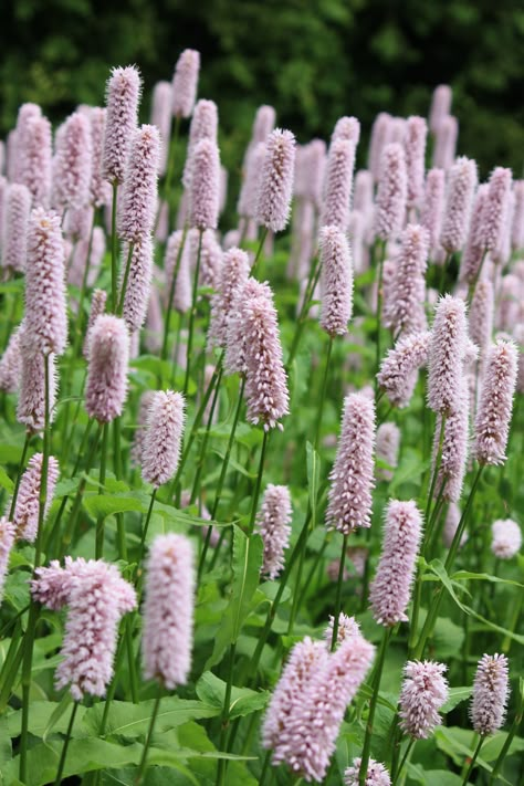 With flowers like bottle brushes, Persicaria bistorta 'Superba' makes a fine herbaceous perennial, flowering over a long period. Persicaria does not like dry soil, so is best planted in a bog garde... Flower Candy, Bog Plants, Bog Garden, Candy Flowers, Light Pink Flowers, Rain Garden, Herbaceous Perennials, Plant Combinations, Flowers Perennials