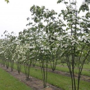 Cornus kousa ‘Chinensis’ meerstammig klein Cornus Eddies White Wonder, Cornus Kousa Chinensis, Cornus Sericea Flaviramea, Cornus Canadensis, Cornus Kousa Var. Chinensis, Kousa Dogwood Tree, Cornus Florida Rubra Dogwood Trees, Kousa Dogwood, Dogwood Trees