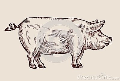 Pig Sketch, Pig Showing, Pig Drawing, Pig Illustration, Pig Farming, Hand Drawn Vector Illustrations, Vector Sketch, Arte Sketchbook, Hand Drawn Vector