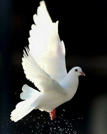 Susan Dove Flying, Dove Pictures, Peace Dove, Background Wallpaper For Photoshop, Picsart Background, Jesus Images, White Doves, Pretty Birds, Heaven On Earth