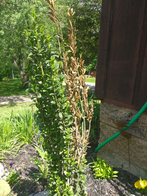 Japanese Holly Sky Pencil, Pencil Holly, Sky Pencil Holly, Pencil Plant, Japanese Holly, Fruit Bearing Trees, Backyard Garden Landscape, Holly Tree, Garden Area