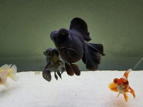 Butterfly Goldfish, Telescope Goldfish, Amazing Fish Tanks, Black Moor Goldfish, Fish References, Black Goldfish, Comet Goldfish, Fish Room, Sea Things