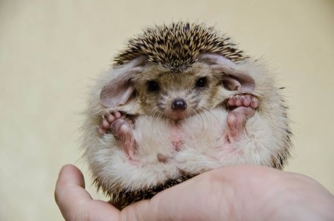 Long Eared Hedgehog, Baby Hedgehogs, Pet Hedgehog, Baby Hedgehog, Cuddly Animals, Cute Hedgehog, Little Critter, Cute Creatures, Cute Little Animals