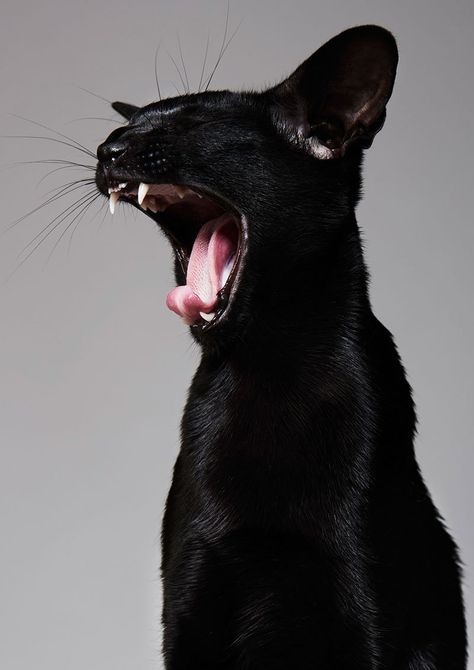 Black Cat Yawning, Cat Photography Poses, Black Cat Photography, Cat Mouth, Cat Yawning, Black Cat Aesthetic, Fashion Beauty Photography, Cat Anatomy, Cat Reference