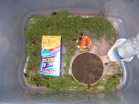 Cricket Breeding Pt. 1 : 6 Steps - Instructables Bearded Dragon Tank Setup, Cricket Farming, Dumpy Tree Frog, Lizard Habitat, Frog Habitat, Bearded Dragon Diet, Edible Insects, Diy Beard, Baby Bearded Dragon