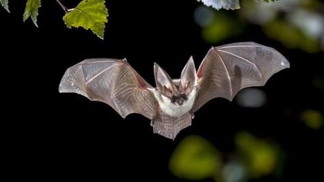 Bats Use Leaves As Mirrors To Find Camouflaged Insects Bat Facts, Bat Species, Garter Snake, Old Farmers Almanac, Vampire Bat, Creepy Crawlies, Garden Pests, Rodents, Amphibians