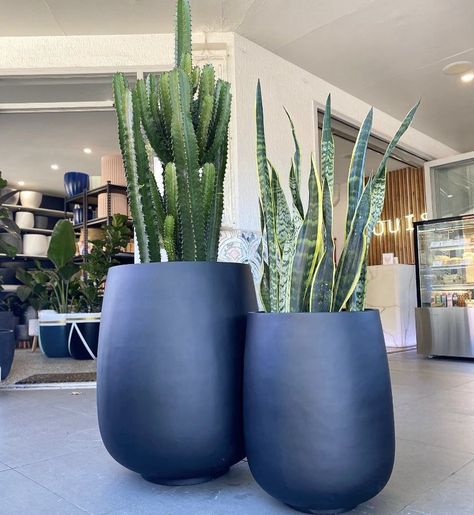 Grande Vase, Luxury Garden Design, Driveway Entrance Landscaping, Courtyard Plants, Front Porch Planters, Olive Plant, Plant Pot Design, Porch Planters, Blue Planter