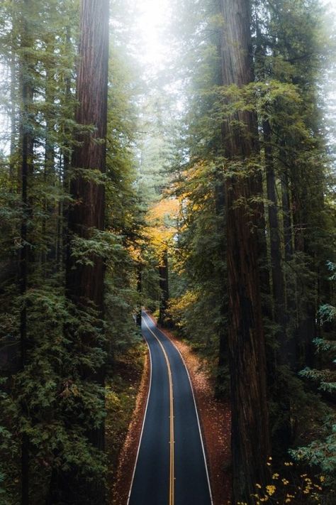 alecsgrg:Drive through the redwoods | ( by Dylan Kato ) Driving Motivation, Humboldt Redwoods State Park, Open Roads, Fir Trees, Beautiful Roads, Scenic Roads, Forest Path, California Coast, Road Trip Usa