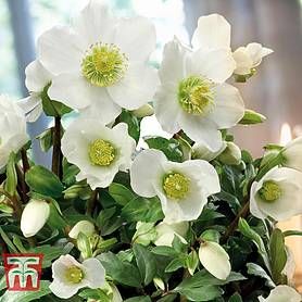 White Hellebore Flower, White Hellebore, Tub Pond, Rose Hardy, Hellebore Flower, Primrose Plant, Winter Containers, Winter Feeling, Root Plants