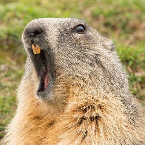 Punxsutawney Phil, Animal Canvas Paintings, Happy Groundhog Day, Prairie Dog, Groundhog Day, Pet Sitters, Nature Kids, That Day, Early Spring