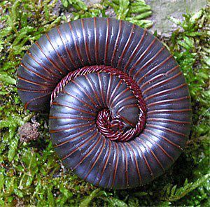 Night of a Thousand Legs (Millipede, Narceus americanus) Fibonacci Sequence In Nature, Entomology Illustration, Maths In Nature, Fractals In Nature, Rolly Polly, Spirals In Nature, Millipedes, Fibonacci Golden Ratio, Centipedes