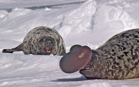 Here are the 25 strangest, most bizarre, unusual and important endangered species living on the "EDGE" (Evolutionarily Distinct & Globally Endangered). Seal Species, Hooded Seal, Arctic Seal, Weird Looking Animals, Earth Warrior, Odd Animals, Mermaid World, Bizarre Animals, Ugly Animals