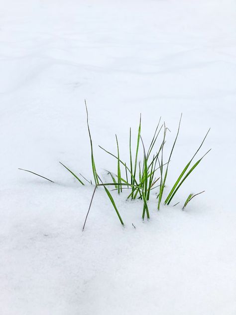 green grass on white snow photo – Free Grass Image on Unsplash Winter Grass, Grass Painting, Wings Of Fire, Fantasy Setting, Green Grass, High Fantasy, Green, Plants