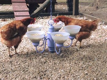 Chandelier Feeder Cute Chicken Coops, Best Egg Laying Chickens, Chicken Coop Decor, Chicken Pen, Egg Laying Chickens, Fancy Chickens, Chicken Feeders, Backyard Chicken Farming, The Whoot