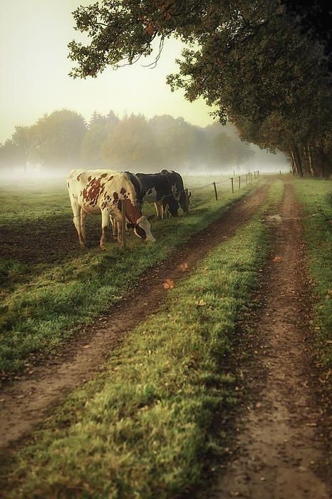 Photo Pretty Cows, Grazing Cattle, Greener Grass, Cows Grazing, Skai Jackson, Country Roads Take Me Home, Misty Morning, Country Scenes, Farms Living