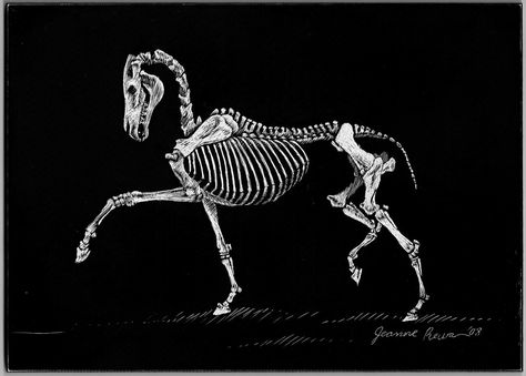 Horse Skeleton, Skeleton Horse, Trotting Horse, Chinese Watercolor, Horse Watercolor, Horse Skull, 16 Tattoo, Skeleton Drawings, Animal Skeletons