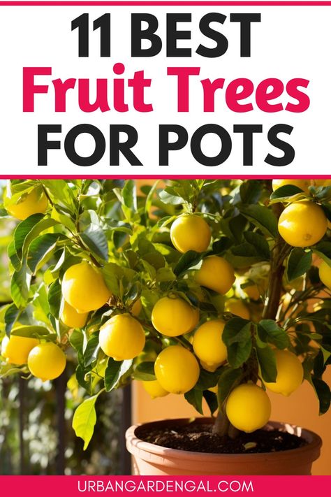 container fruit trees Growing Fruit Trees In Pots, Potted Fruit Plants, Fruit Tree In Container, Container Fruit Garden, Fruit Tree Backyard, Easy Fruit Trees To Grow, Potted Orange Tree, Apple Trees Backyard, Gardening In Small Spaces Backyards