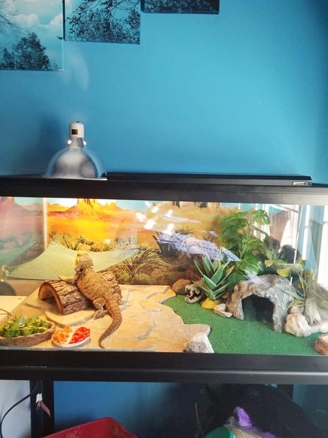 Bearded Dragon 40 Gallon Tank Setup, Bearded Dragon Cage Ideas Tanks, Aesthetic Bearded Dragon Cage, Bearded Dragon Cage Ideas Diy, Beared Dragon Cage Ideas Cute, Bearded Dragon Tank Setup Ideas, Lizard Tank Ideas, 40 Gallon Bearded Dragon Tank Ideas, Breaded Dragon Tank Ideas