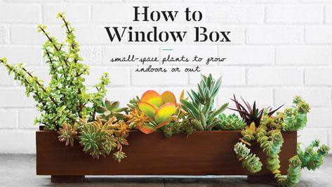 Plants To Grow Indoors, Brigitte Nielsen, Window Boxes Diy, Window Box Plants, Indoor Window, Plants To Grow, Growing Plants Indoors, Succulents Indoor, Window Boxes