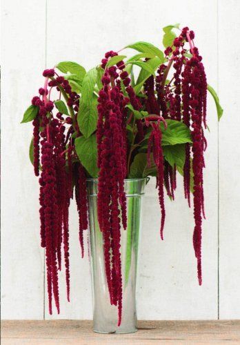 Red Love Lies Bleeding Amaranth Amaranthus caudatus - 300 Seeds Burgundy Garden, Amaranth Flower, Gothic Garden, Line Flower, Cut Flower Garden, Red Love, Burgundy Flowers, Amaranth, Flower Farm