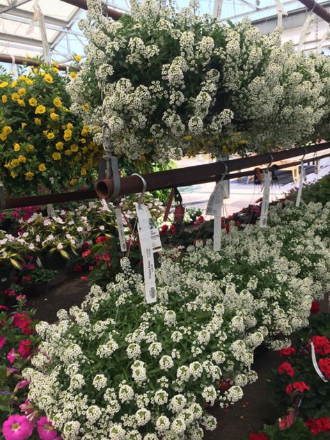 Wow, overflowing sweet alyssum at The Barn Nursery, Chattanooga TN. plant it now for months of white flowers! 040114 Hanging Baskets Wedding, Door Wedding Backdrop, Moon Gardens, Burlap Diy, Wedding Accessories Diy, White Flowering Plants, Sweet Alyssum, Garden Nook, Diy Wedding Ideas