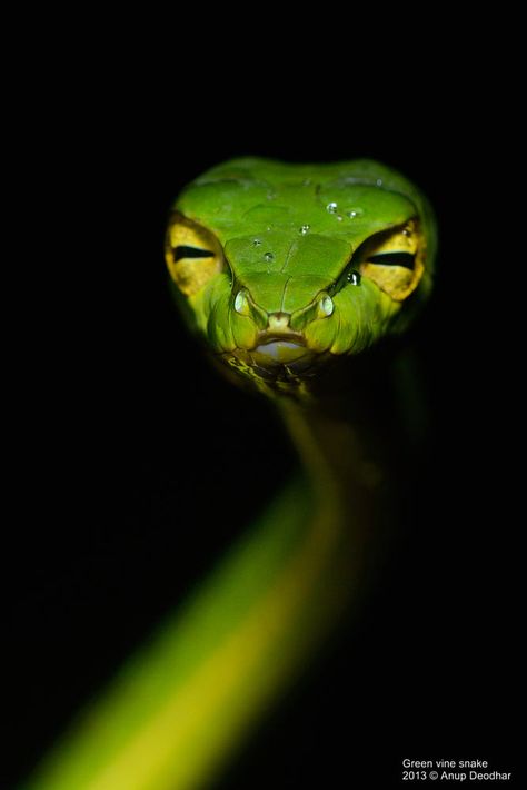 Vine Snake, Colorful Snakes, Reptile Snakes, Beautiful Snakes, Cute Snake, Snake Art, Green Snake, Crocodiles, Reptiles And Amphibians