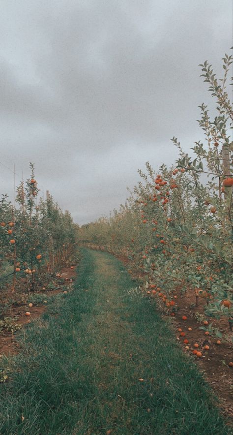 #apple #orchard #fall #autumndecor #autumn #autumnstyle #appleorchard #applepicking #fallfun #fallactivites #aesthetic # Orchards Aesthetic, Ethereal Mansion, Apple Orchard Aesthetic, Orchard Aesthetic, Abc Dates, Apple Orchard Pictures, Apple Orchard Fall, Fall Orchard, Bridal Shower Nails